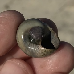 Clibanarius vittatus