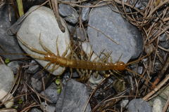 Eupolybothrus longicornis