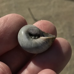 Clibanarius vittatus