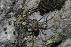 Mitopus