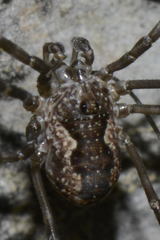 Mitopus