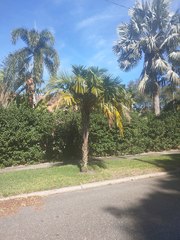 Syagrus schizophylla