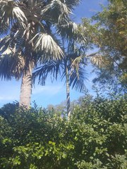 Chambeyronia macrocarpa