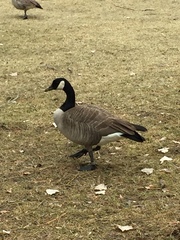 Branta canadensis