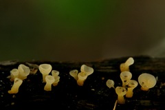 Bisporella subpallida