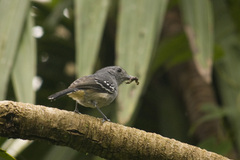 Thamnophilus caerulescens