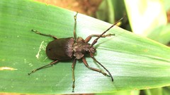 Pyrodes nitidus