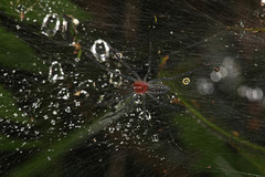 Aglaoctenus castaneus