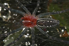 Aglaoctenus castaneus