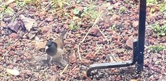 Junco hyemalis