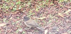 Junco hyemalis