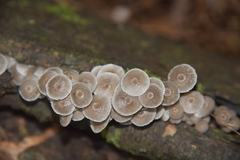 Coprinellus marculentus