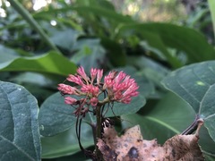 Clerodendrum bungei