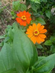 Zinnia elegans