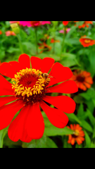 Zinnia elegans
