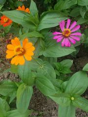 Zinnia elegans