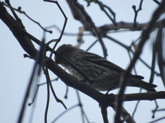 Spinus pinus