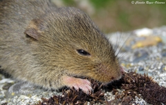 Abrothrix olivacea