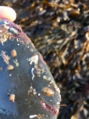 Lepidochitona cinerea