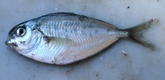 Peprilus triacanthus