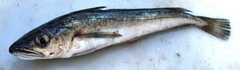 Merluccius bilinearis