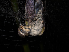 Lampornis amethystinus