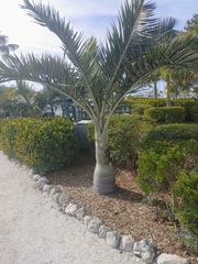 Pseudophoenix sargentii