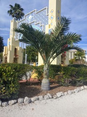 Pseudophoenix sargentii