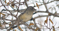 Thamnophilus caerulescens
