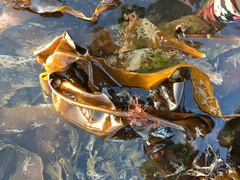 Laminaria hyperborea