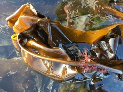 Laminaria hyperborea