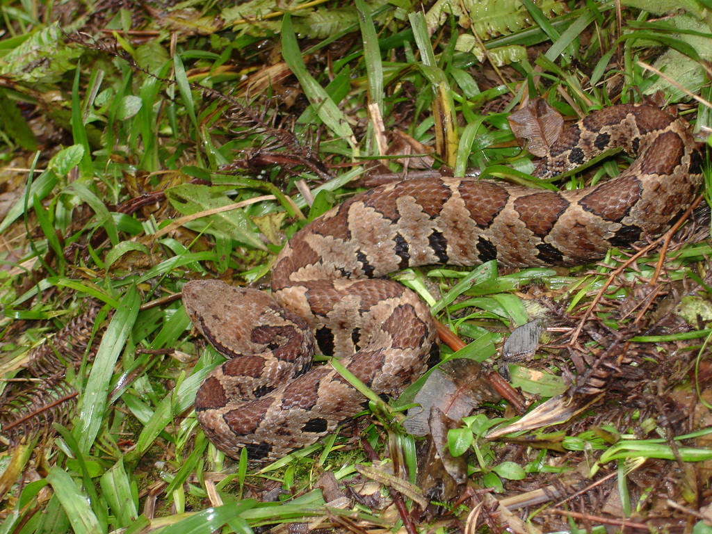 Mexican Jumping Pit Viper from Cuetzalan del Progreso, Pue., México on