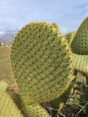 Opuntia scheeri