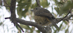 Thamnophilus caerulescens