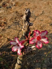 Adenium multiflorum image