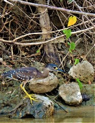 Gorsachius leuconotus