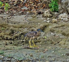 Gorsachius leuconotus