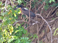 Gorsachius leuconotus
