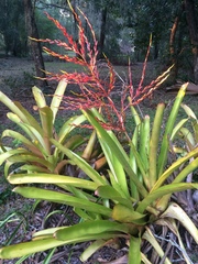 Aechmea blanchetiana