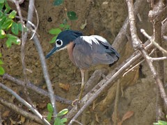 Gorsachius leuconotus