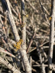 Polycauliona pollinarioides