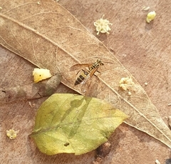 Polybia fastidiosuscula