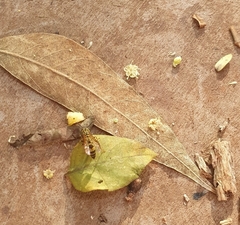 Polybia fastidiosuscula