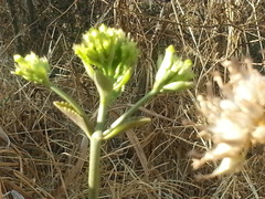 Kalanchoe densiflora
