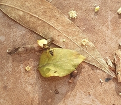 Polybia fastidiosuscula