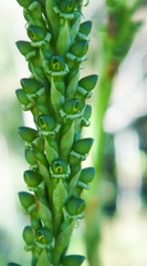 Prescottia stachyodes