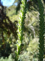 Prescottia stachyodes