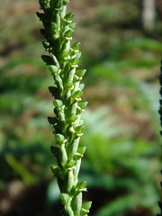 Prescottia stachyodes