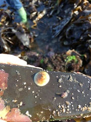 Calyptraea chinensis