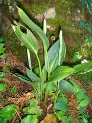 Prescottia stachyodes